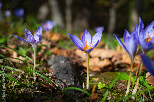 Spring purple Crocus flowers. Beautiful flowers grow in the forest among moss, grass and autumn leaves.