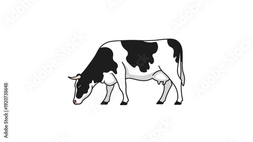 A black and white cow grazes on a white background.