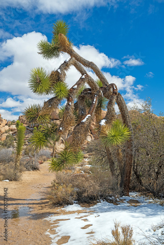 Vászonkép Bedraggled Joshua Tree After a Desert Snow