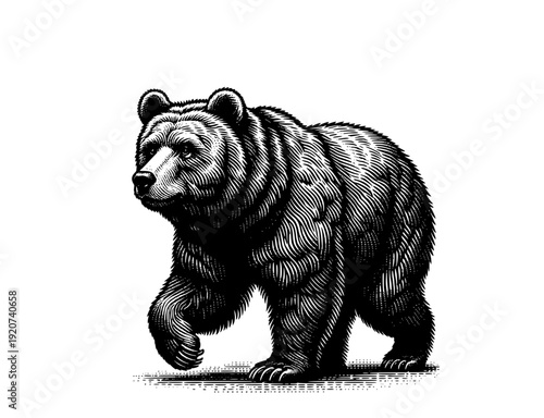 Powerful Grizzly Bear Walking Side View Woodcut Illustration
