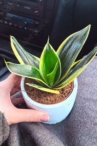 Snake plant in pot close up indoor houseplant