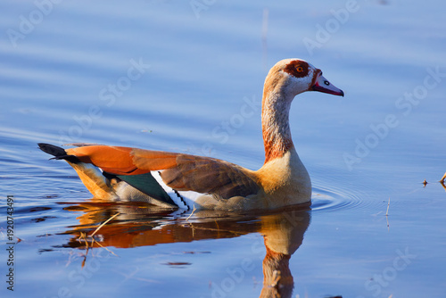Egyptian goose on the water