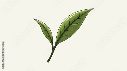 Fresh green tea leaves isolated on a neutral background.