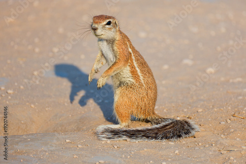 Ground squirrel in Botswana, Africa