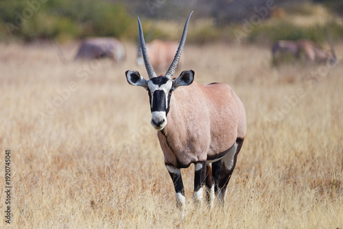 Obraz na płótnie The gemsbok, or South African oryx, is a large antelope in the genus Oryx