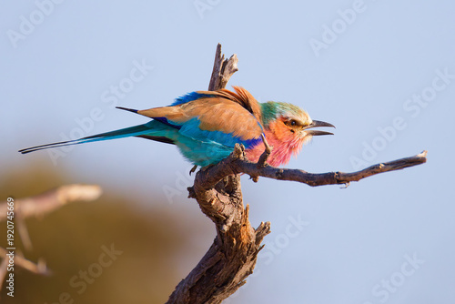 Lilac breasted roller in Botswana, Africa.