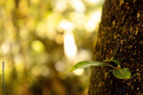 Cuadro en lienzo Pequena planta crescendo em tronco de árvore.