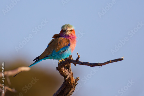 Lilac breasted roller in Botswana, Africa.