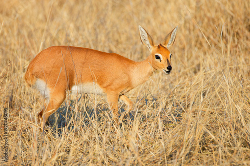 The steenbok is a common small antelope of southern and eastern Africa. It is sometimes known as the steinbuck or steinbok.