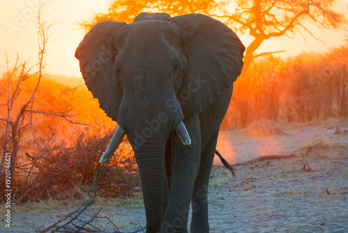 Elephant in Botswana, Africa