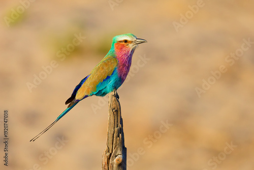 Lilac breasted roller in Botswana, Africa.