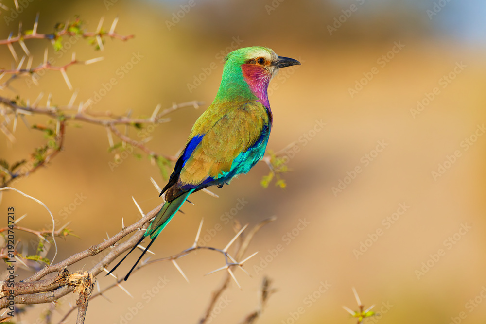 Obraz premium Lilac breasted roller in Botswana, Africa.