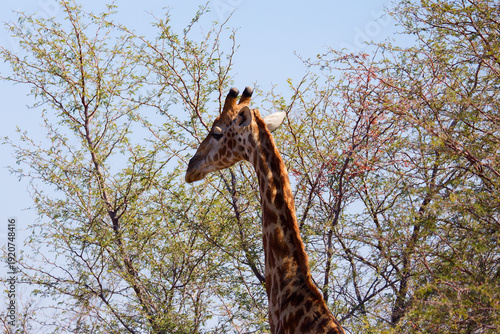 Giraffe in Botswana, Africa