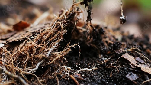 Hands pull a small plant out of the dark soil revealing a dense network of white roots
