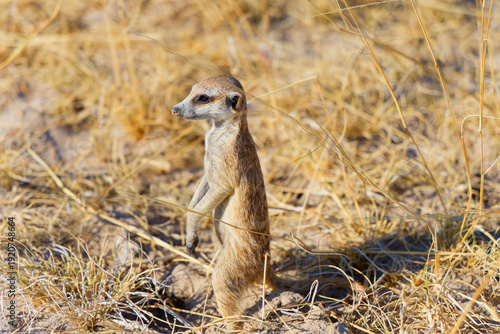 Meerkat in Botswana, Africa