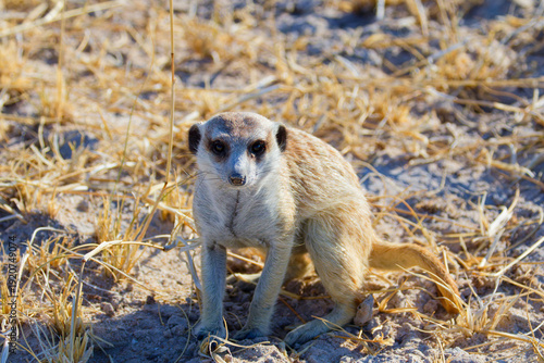 Meerkat in Botswana, Africa