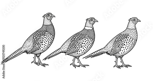 Three intricate pheasants in monochrome line art with detailed feather patterns
