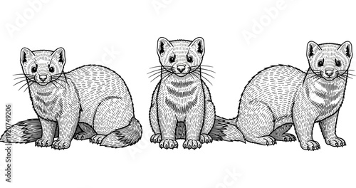 Three detailed engravings of sitting stoats in black and white