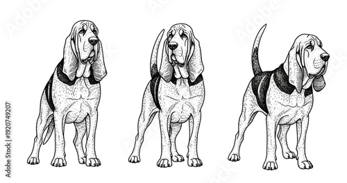 Ink drawings of basset hound dogs in three different poses
