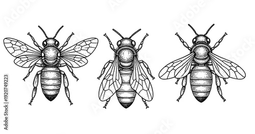 Detailed vintage insect illustrations: three bees with wings displayed in intricate line art