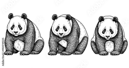 Three illustrative pandas in monochrome artistic style on white background