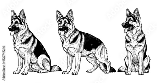 Trio of german shepherds in various poses - black and white illustration