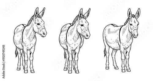Black and white donkey trio illustration on white background
