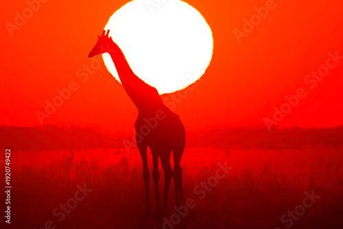 silhouette of a giraffe