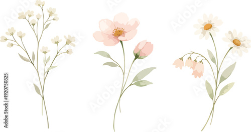 Delicate Watercolor Floral Vector Set, Soft Pink and White Botanical Illustrations for Wedding Invitations