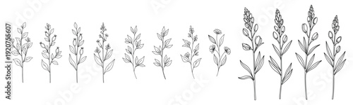 Black and white botanical sketch of various herbs and plants