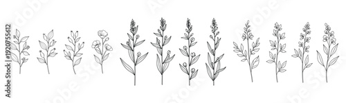 Botanical line art of various wildflowers and herbs in vertical arrangement