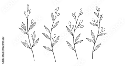 Monochrome botanical sketch of four delicate plant stems with leaves and buds
