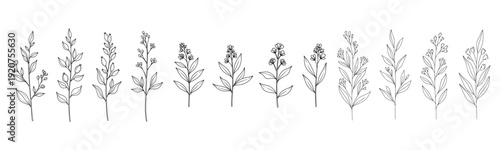 Hand-drawn botanical illustrations of various plant stems and leaves in black and white