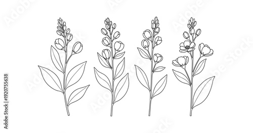 Botanical line art: four stylized floral stems with leaves