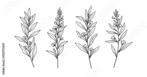 Botanical line art of lavender stems with leaves and flowers on white background