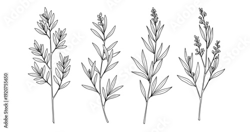 Detailed black and white line art of botanical plant stems with leaves and flowers