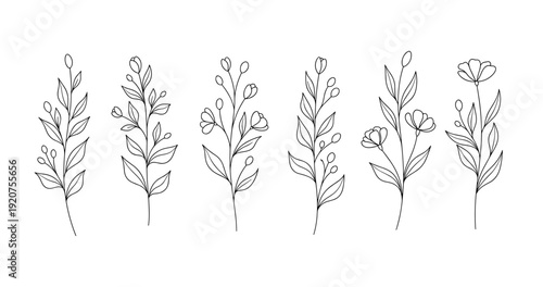 Elegant line art of six botanical stems with leaves and flowers
