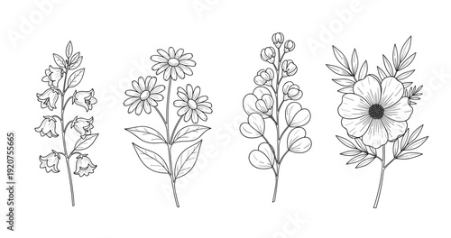Botanical line art of bellflowers, daisies, lupines, and anemones
