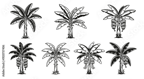 Collection of Hand-Drawn Banana Trees in Vintage Engraving Style.
