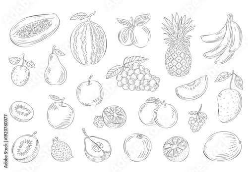 Vintage fruit collection hand drawn botanical artwork. Mixed fresh fruits outline drawing.