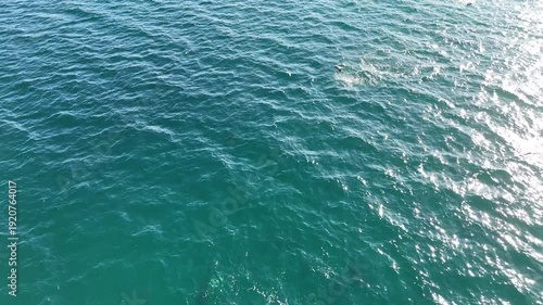 Mobula Rays Leaping Out of Water – Cinematic Drone Shot, Mexico Marine Life