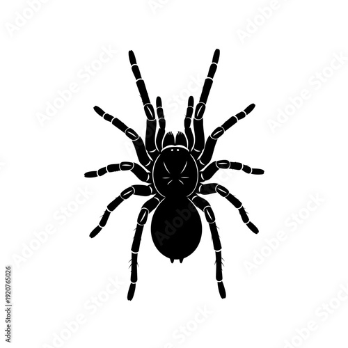 Black silhouette of a tarantula spider isolated on a white background.