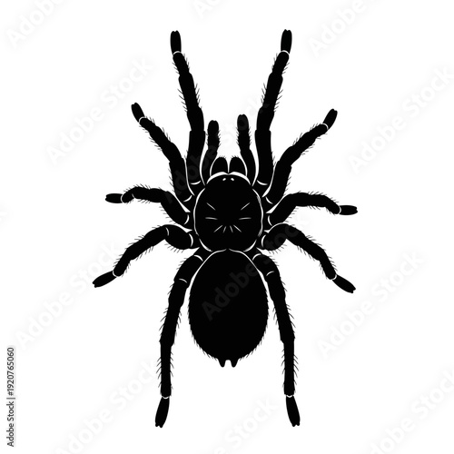 Black silhouette of a tarantula spider isolated on a white background.