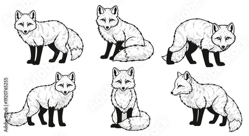 Collection of Six Hand-Drawn Fox Illustrations in Various Poses.