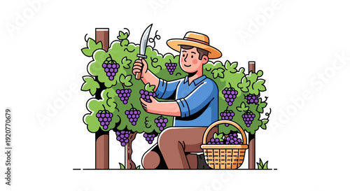 Farmer Harvesting Grapes in Vineyard.