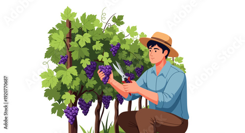 Farmer Harvesting Grapes from Vineyard.
