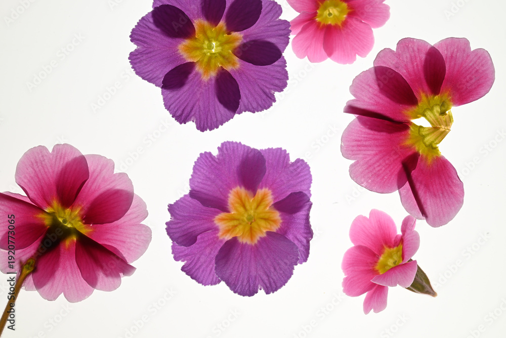 Obraz premium flowers on white background