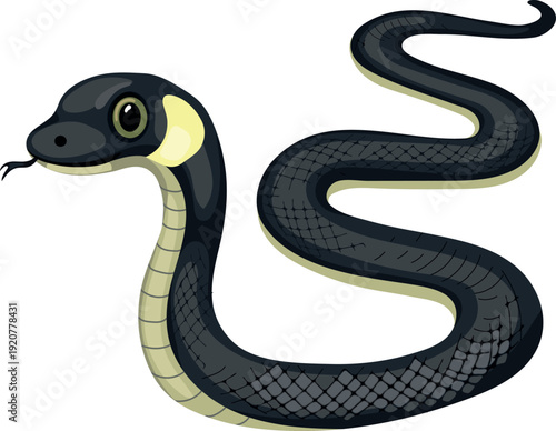 Grass snake (Natrix natrix) isolated on white background	