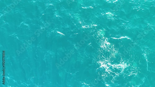 Mobula Rays Splashing and Schooling in Crystal Clear Water, Mexico Wildlife