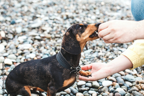 Obraz na plátně Black and tan dachshund dog being fed by owner hand on pebble beach, close up in